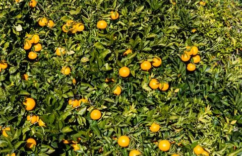 Pattern background of orange tree Stock Photos