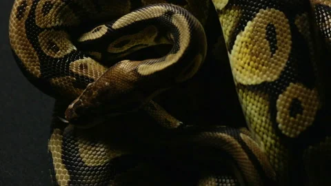 Pattern of ball python's snakeskin Stock-Footage 88676185