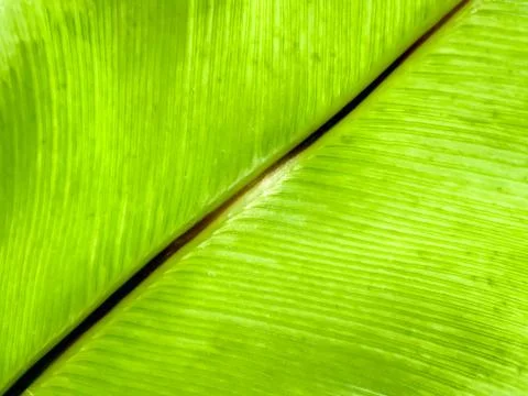 Pattern on banana leaves Stock Photos