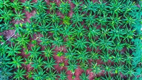 Pattern of banana trees. View from drone. Stock Photos