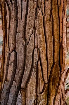 Pattern on the bark of a large tree, Utah US Stock Photos