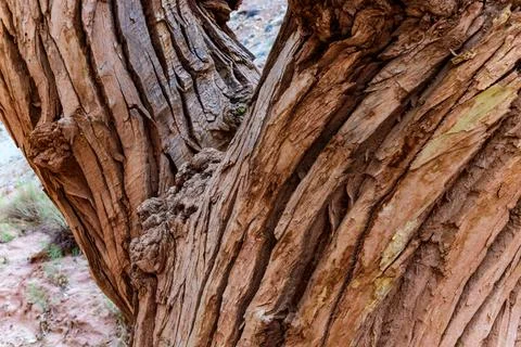 Pattern on the bark of a large tree, Utah Stock Photos