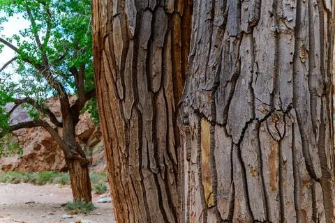 Pattern on the bark of a large tree, Utah Stock Photos