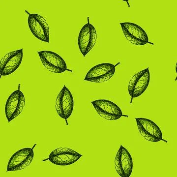 Pattern basil leaf herb food sketch hand drawn Ilustração Stock