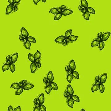 Pattern basil leaf herb fresh sketch hand drawn Illustrazione stock