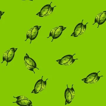 Pattern basil leaf herb plant sketch hand drawn Illustrazione stock