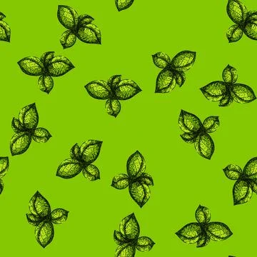 Pattern basil leaf herb spice sketch hand drawn イラスト素材