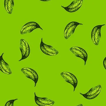 Pattern basil leaves herb sketch hand drawn イラスト素材