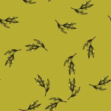 Pattern bay leaf herb dry sketch hand drawn Stock Illustration