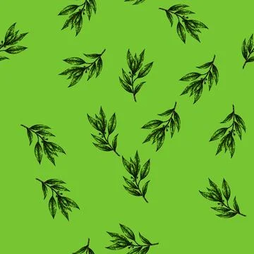 Pattern bay leaf herb sketch hand drawn 스톡 일러스트