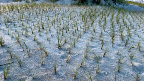 Pattern of Beach Grass Protecting Coastal Dunes from Erosion Stock Footage 333291231