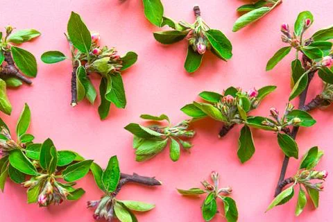 Pattern of beautiful blooming spring branches on pastel pink background. Spri Foto stock