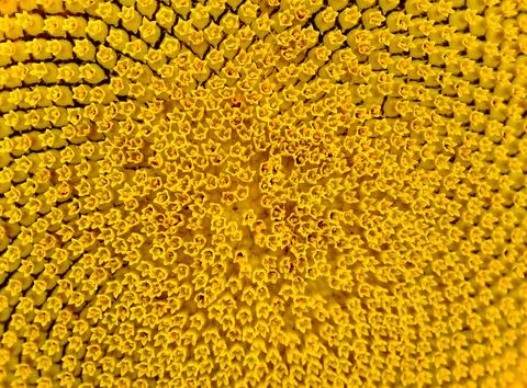 Pattern of Beautiful Bright Sunflower. Summer Flower Background Stock Photos