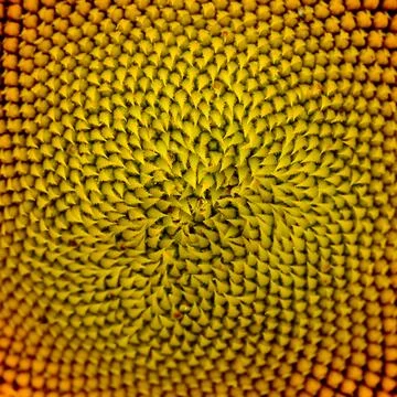 Pattern of Beautiful Bright Sunflower. Summer Flower Background Stock Photos