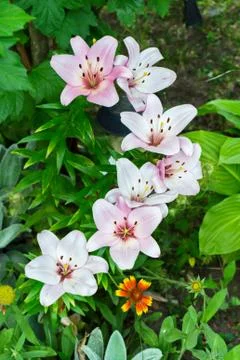 Pattern of beautiful flowers on a flower bed framed with green leaves Foto stock
