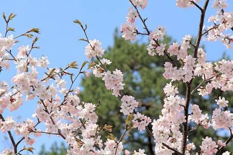Pattern of beautiful flowers of sakura Stock Photos