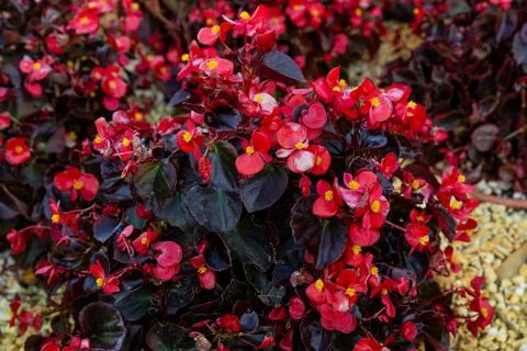 Pattern of beautiful natural red and pink begonia flowers texture Stock Photos