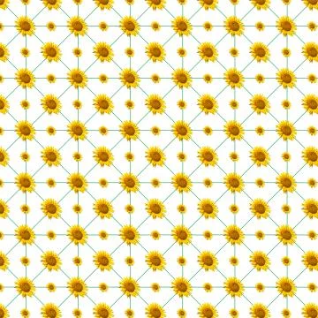 The pattern with the beautiful sunflowers Stock Illustration