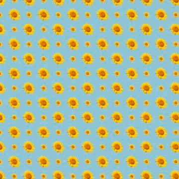 The pattern with the beautiful sunflowers Stock Illustration