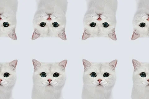 A pattern  with beautiful white cat British Silver chinchilla Stock Photos