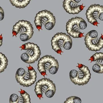 Pattern beetle chafer sketch hand drawn Illustrazione stock
