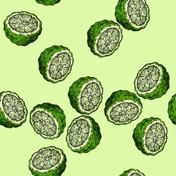Pattern bergamot cut fruit natural sketch hand drawn 스톡 일러스트