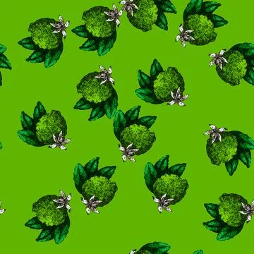 Pattern bergamot fruit natural sketch hand drawn Stock Illustration