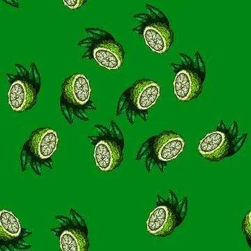 Pattern bergamot organic fruit natural sketch hand drawn 스톡 일러스트