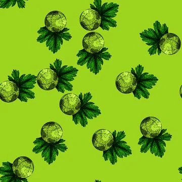 Pattern berry gooseberry sketch hand drawn Stock Illustration