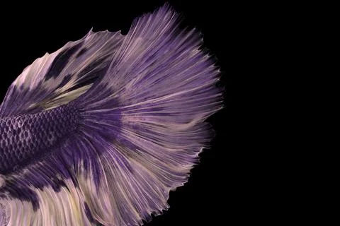 Pattern of a betta tail in an artistic style. Stock Photos