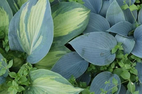 A pattern of the big blue and green leaves of the hosta plant Stock Photos