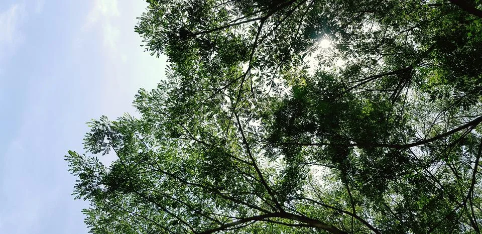 Pattern of big green tree branch with sunlight flare, leaves and blue sky Stock Photos