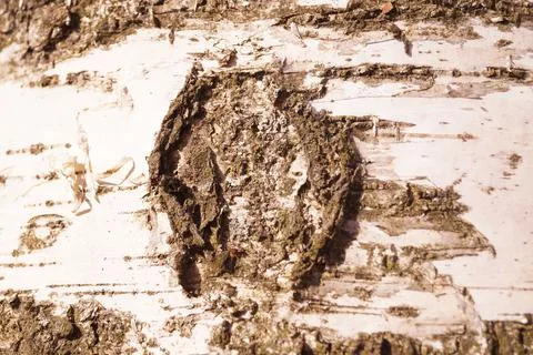 Pattern of birch bark with black birch stripes on white birch bark. Stock Photos