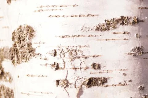 Pattern of birch bark with black birch stripes on white birch bark. Stock Photos