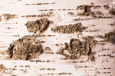 Pattern of birch bark with black birch stripes on white birch bark. Foto stock