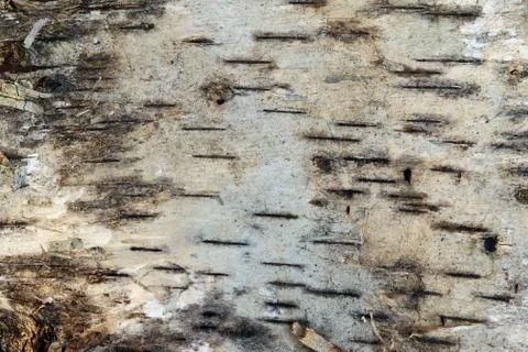 Pattern of the birch bark Stock Photos
