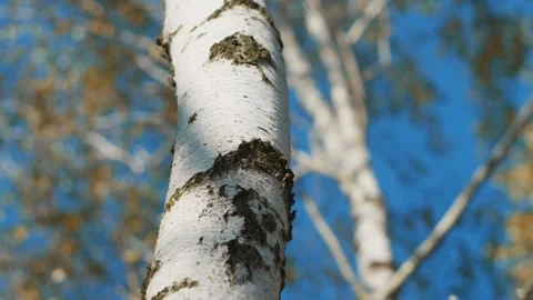 Pattern of birch trunk close up Stock Footage 253409093