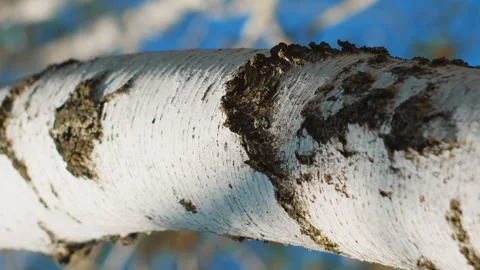 Pattern of birch trunk close up vertical Stock Footage 256993219
