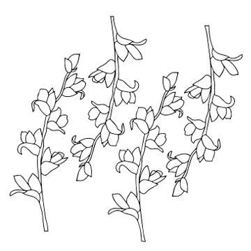 Pattern of black and white twigs with unblown flowers in vector graphics. For Stock Illustration