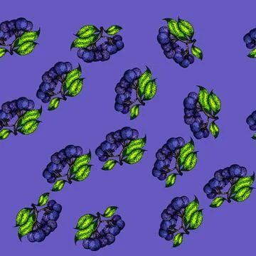 Pattern black chokeberry aronia sketch hand drawn Stock Illustration