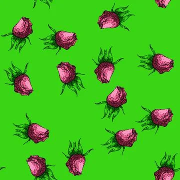 Pattern bloom rose flower sketch hand drawn Stock Illustration
