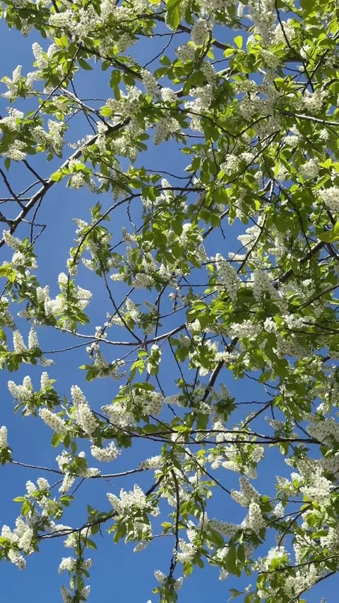 A pattern of blooming bird cherry branches against a blue sky Stock Footage 335362398