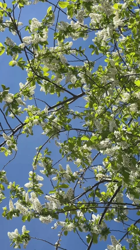A pattern of blooming bird cherry branches against a blue sky Stock Footage 335362399