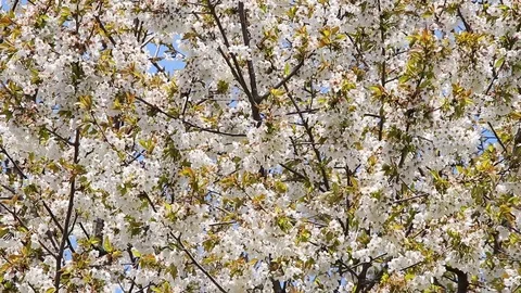 Pattern of blooming cherry tree in wind. White blossoms of fruit tree at spring Stock Footage 107385941