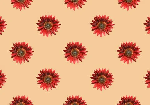 Pattern of Blooming Red Sunflowers on Pink Orange Backdrop 库存照片
