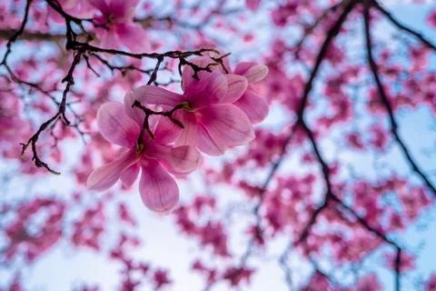 Pattern with blossom brunch of Magnolia. Spring bloom pink magnolia tree flowers Stock Photos