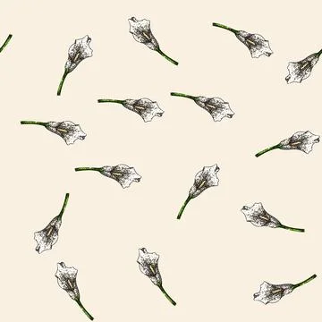 Pattern blossom calla lily sketch hand drawn イラスト素材