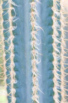 Pattern of a blue cactus Stock Photos