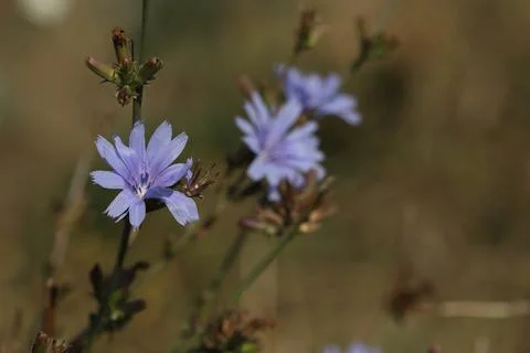 Pattern of blue chicory flowers on the meadow Foto stock