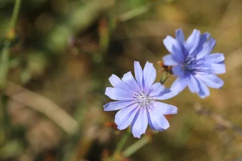 Pattern of blue chicory flowers on the meadow Foto stock